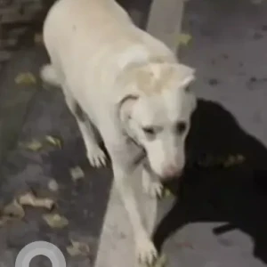 A White Labrador Dog Found from Rohini-2
