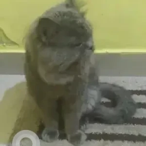 A Other Persian Cat Missing from Sangeetha, Ibbaluru