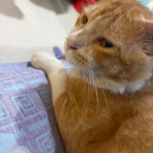 A White-Brown Mix Indie Cat Missing from Vinobha Bhave Road, James Long Sarani-2