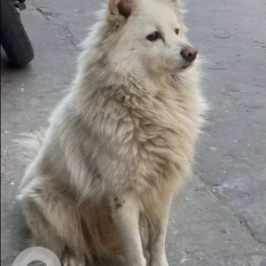 A White Japanese Spitz Dog Found from Buspark