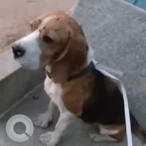A White-Brown Mix Beagle Dog Found from Jakkur lake walking lane-2
