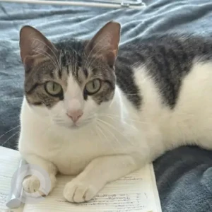 A White and Grey Domestic Shorthair Cat Missing from Expo park area