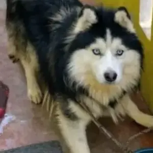A Black and White Husky Dog Missing from RT Nagar, Nagenahalli Church