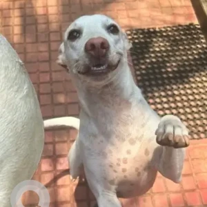 A White Indie Dog Missing from Besant Nagar, Chennai-2