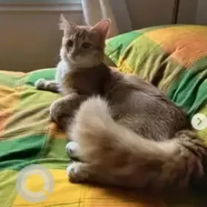 A White-Brown Mix Ginger Cat Missing from Bengaluru-2