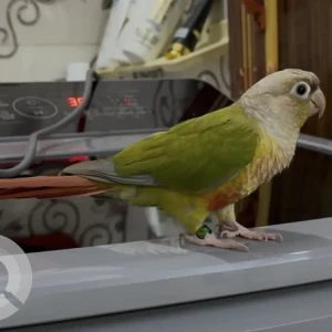 A Green Pineapple Conure Bird Missing from Bengaluru