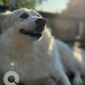 A White Indie mix Dog Missing from Rajgarh, Bylane 11-2