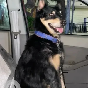 A Black and Brown Indie Dog Missing from Bengaluru