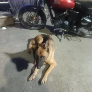 A Black and Brown German Shepherd Dog Found from Moosapet, Hyderabad