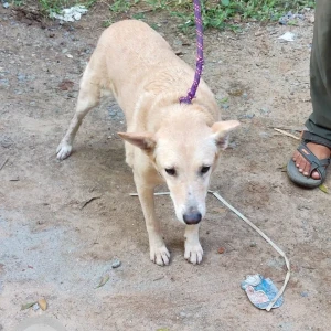 A White Indie Dog Missing from Gandhi Smriti, Tees January Marg