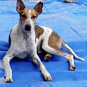 A White-Brown Mix Indie Dog Missing from Mumbai