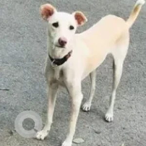 A White-Brown Mix Indie Dog Missing from Lloyd's Road, Milton Street