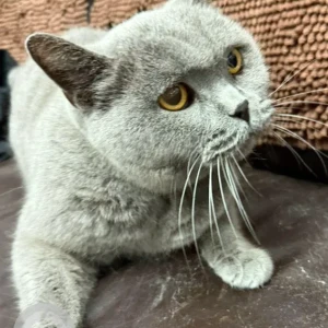 A Grey British Shorthair Cat Missing from The Valley by Emaar