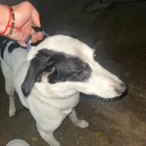 A Black and White Indie Dog Missing from Ramprastha colony