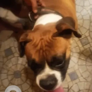 A White-Brown Mix Boxer Dog Found from Jakkur, Kempegowda circle-2