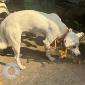 A White Indie Dog Found from Sunder Sanskruti Society-2