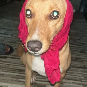 A White-Brown Mix Indie Dog Missing from Brew and Sky Café, Ashok Nagar, Som Bazaar Park area