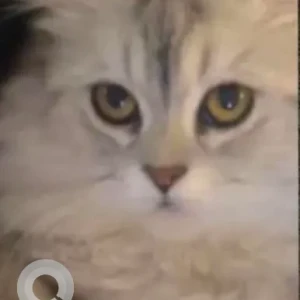 A White and Grey Persian Cat Missing from Barashi