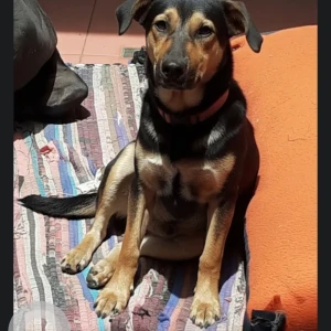 A Black and Brown Indie Dog Missing from Bengaluru