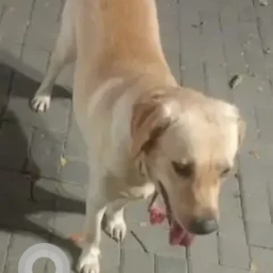 A Brown Labrador Dog Found from Railway parallel road, Kumarapark west
