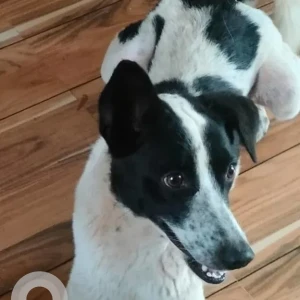 A Black and White Indie Dog Missing from Tilamola, Quepem