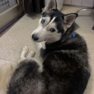 A Black and White Husky Dog Missing from Palam Metro Gate no. 3