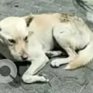 A White-Brown Mix Indie Dog Missing from Basavanagudi, Bengaluru
