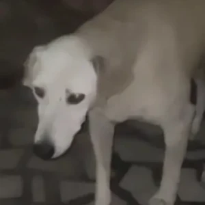 A White Indie Dog Found from B1, JanakPuri