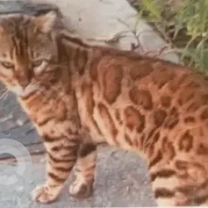 A Orange Bengal Cat Missing from Sheikh Zayed Grand mosque