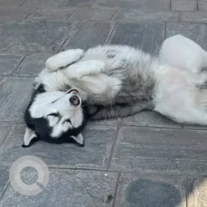 A Black and White Husky Dog Missing from Pasikot, budhanilkantha-3