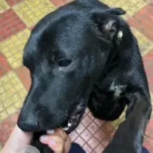 A Black Indie Dog Missing from Aarey Colony