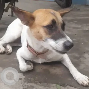 A White-Brown Mix Indie Dog Found from Chinthamani, Annanagar