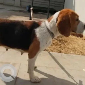 A White-Brown Mix Beagle Dog Found from Jakkur lake walking lane-3
