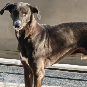 A Black Indie Dog Missing from Sector 2, D block