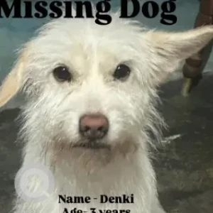 A White Pomeranian Dog Missing from Polo Colony market