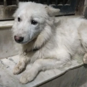 A White Pomeranian Dog Found from Paschim puri pocket 3