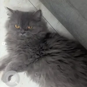 A Grey Persian Cat Missing from RT Nagar, Bengaluru