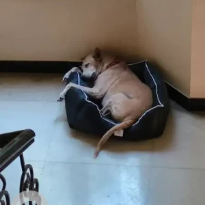 A Brown Indie Dog Missing from Baner, Pune