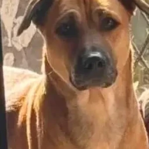 A Brown Indie Dog Missing from Sahibabad