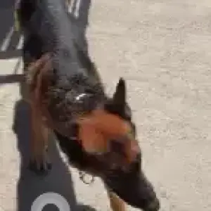 A Black and Brown German Shepherd Dog Found from Begur church-2