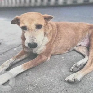 A White-Brown Mix Indie Dog Missing from Bijli Ghar near Kanchanjunga Apts, Sector 53