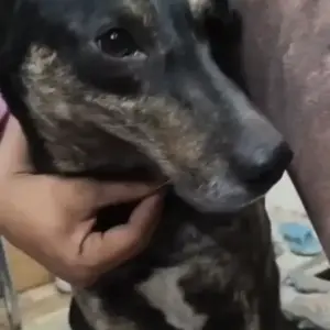 A Black Indie Dog Missing from Sector 8, Rohini