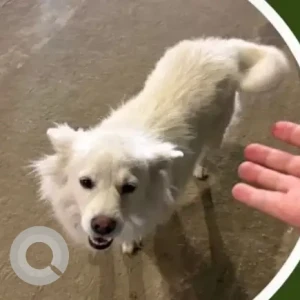 A White Pomeranian Dog Found from Zero point