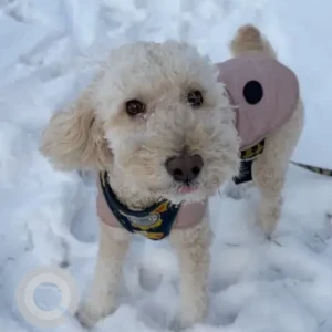 A White Goldendoodle Dog Missing from Elmwood St/Linwood St near Bates Elementary