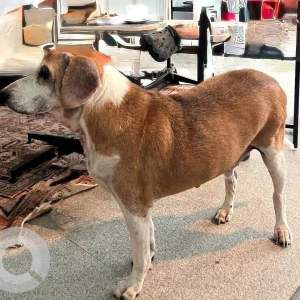 A White-Brown Mix Indie Dog Missing from Injambakkam