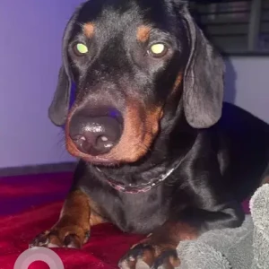 A Black and Brown Dachshund Dog Missing from Bengaluru