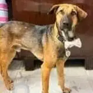 A Black and Brown Indie Dog Missing from Keshav Puram