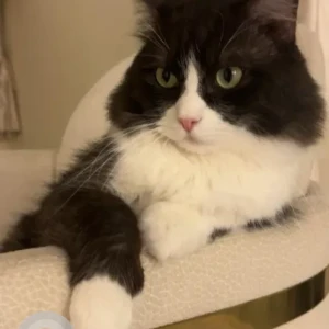 A Black and White Domestic Longhair Cat Missing from Al yasmeen villas