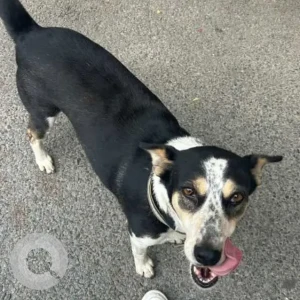 A Black and White Indie Dog Missing from Narmada Apartments, Alaknanda