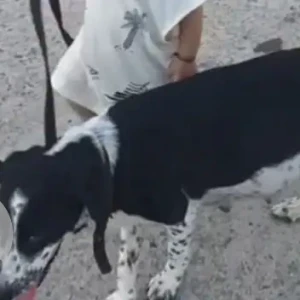 A Black and White Indie Dog Missing from Yupia near DTO office